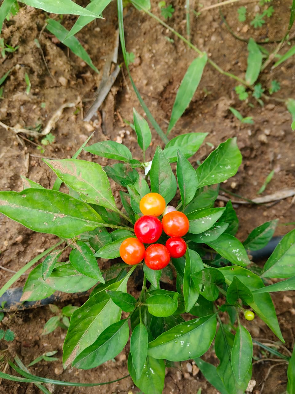 Ornamental Dwarf Chilli - Image 5