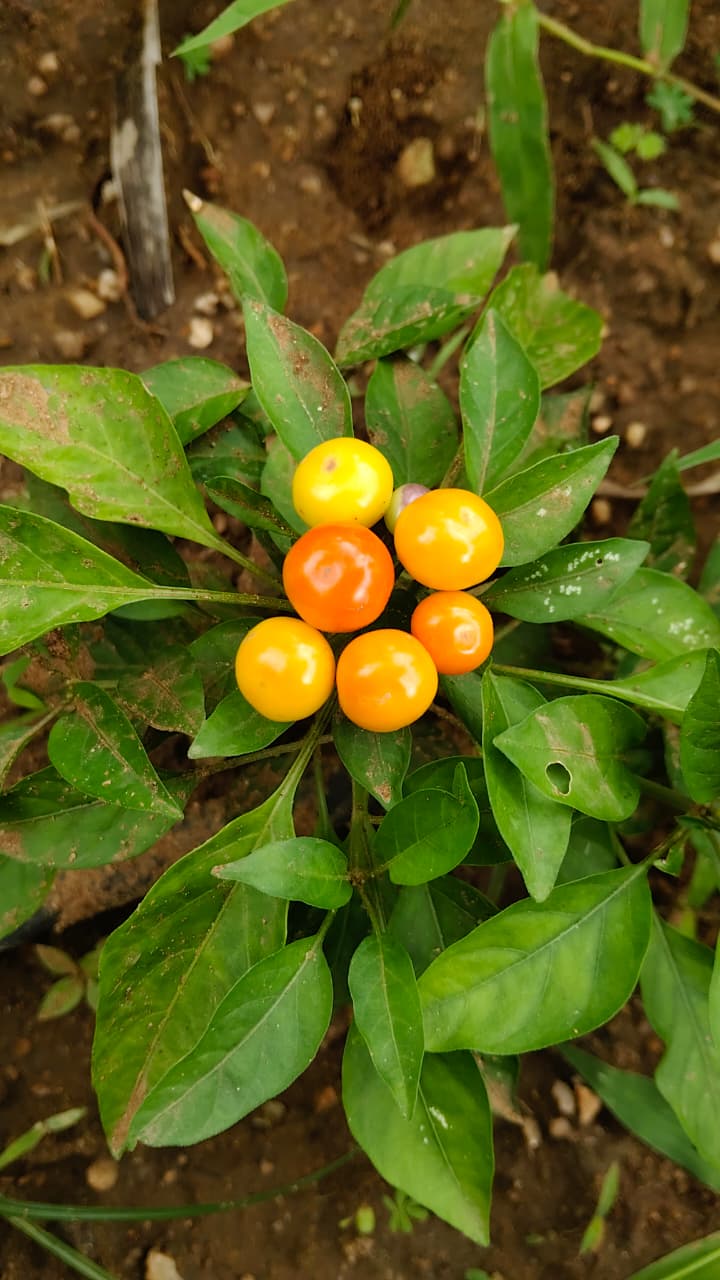 Ornamental Dwarf Chilli - Image 6