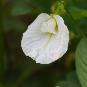 White Shankapushpa