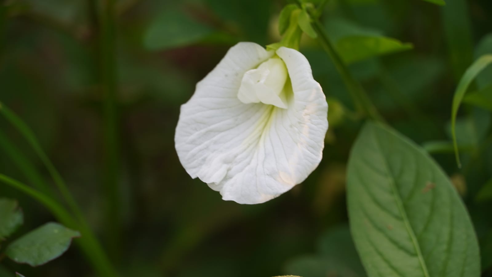 White Shankapushpa