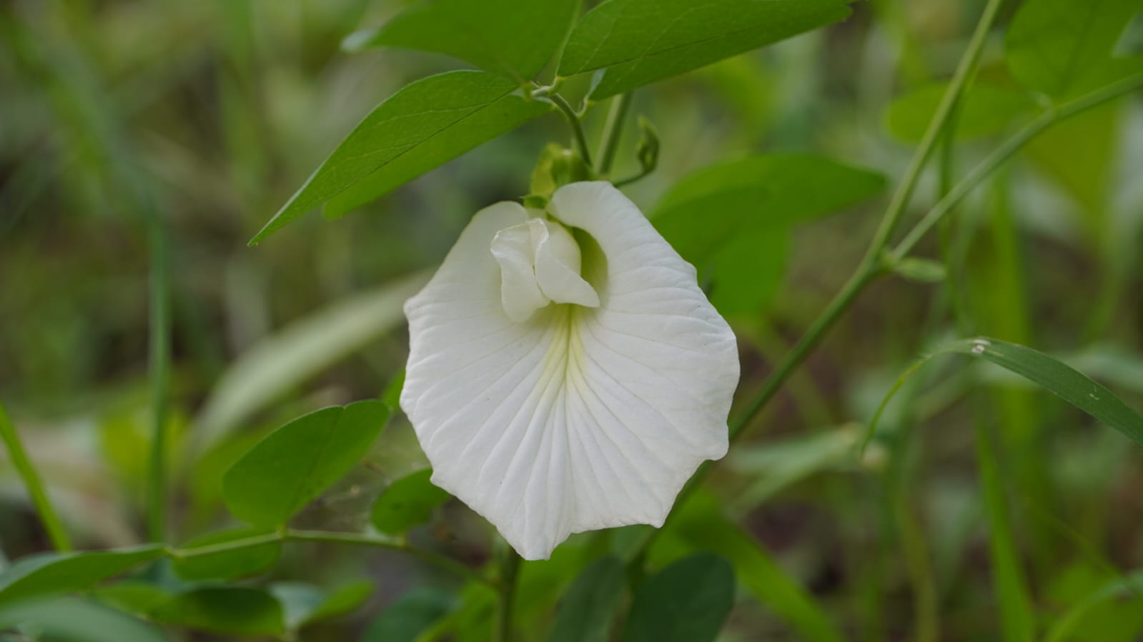 White Shankapushpa - Image 2