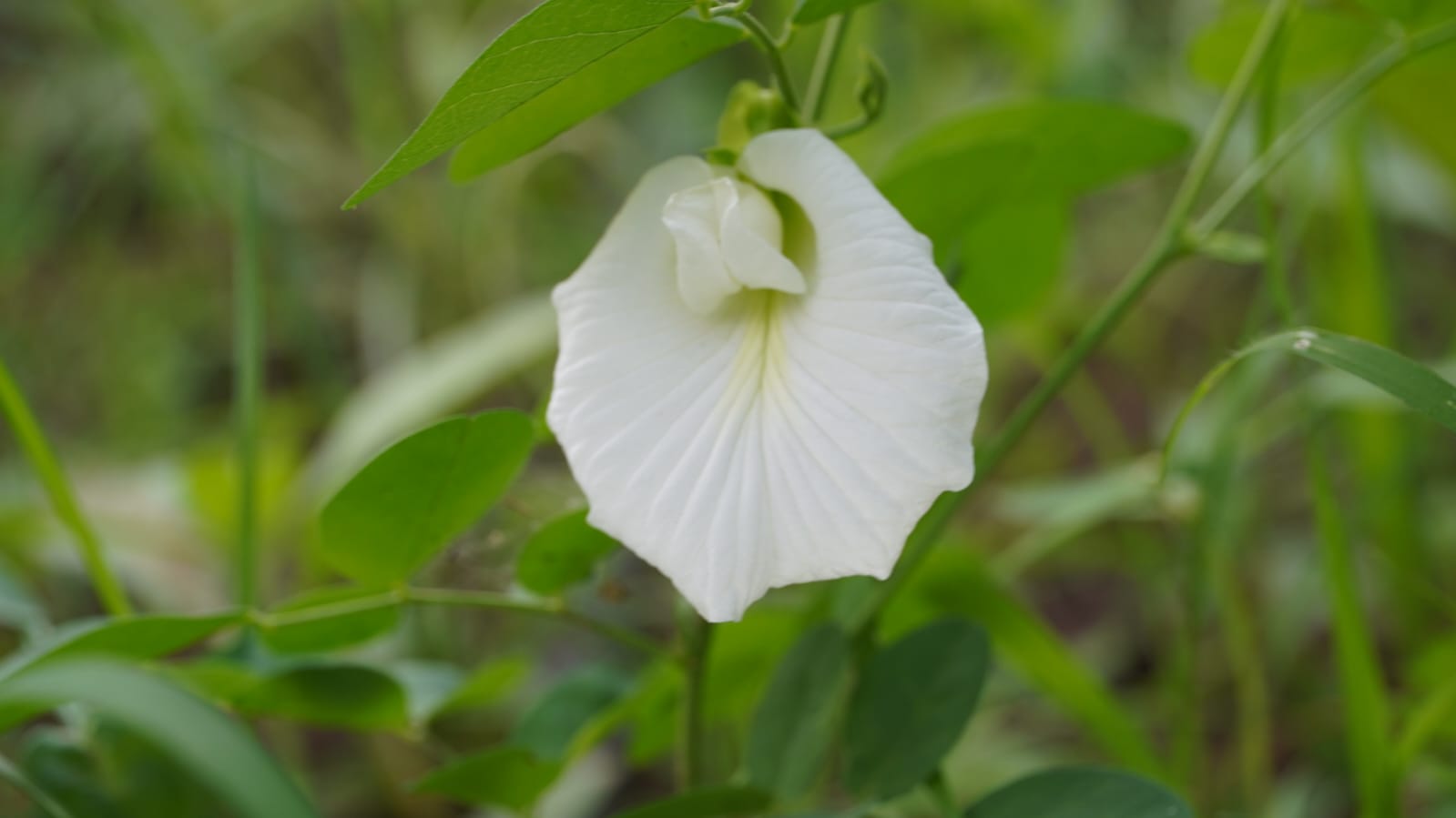 White Shankapushpa - Image 3